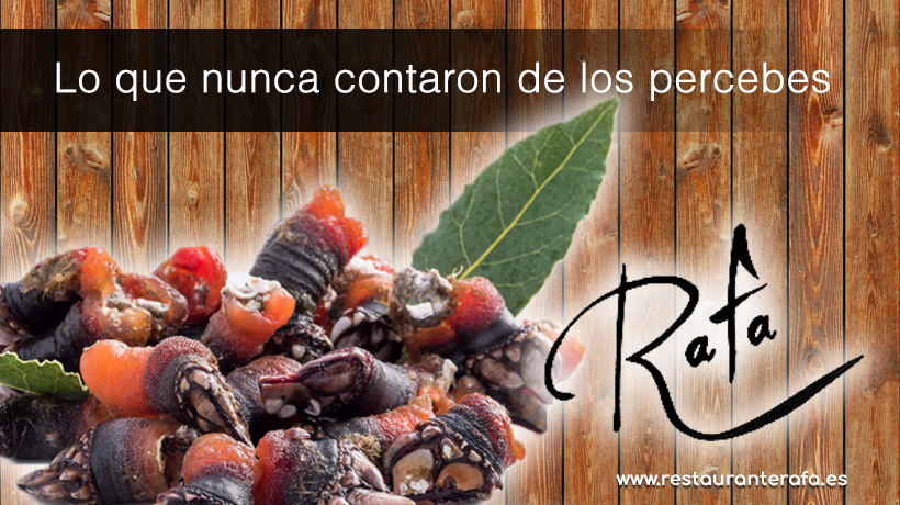 LO QUE NUNCA TE CONTARON SOBRE LOS PERCEBES